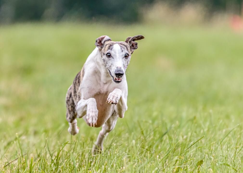 #9. Whippet